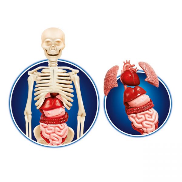 O Corpo Humano