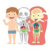 Aprende o Corpo Humano Autobrinca Online