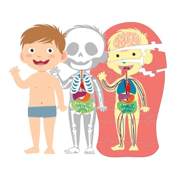 Aprende o Corpo Humano Autobrinca Online
