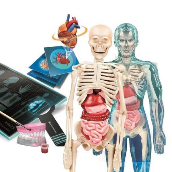 Super Anatomia Autobrinca Online